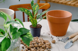 Без проблем с поливом: 5 комнатных растений, которым не нужны дренажные отверстия в кашпо