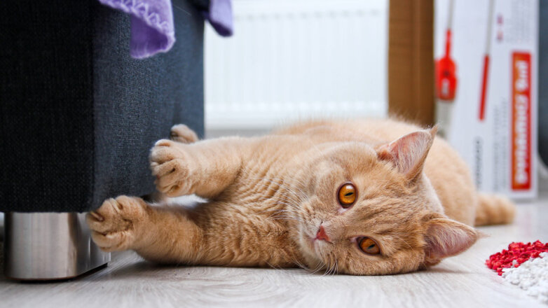 Дерет обои и диван: как отучить кошку от вредных привычек