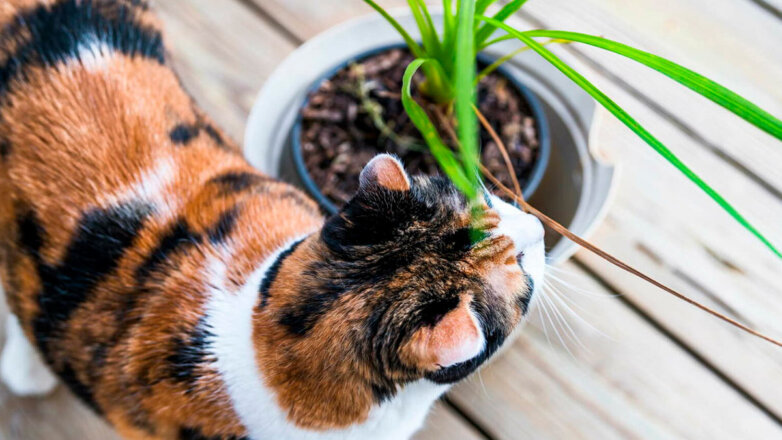 Эксперт назвала растения, которые опасны для кошек
