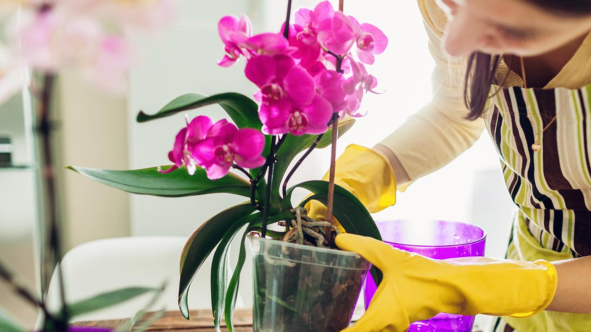 Как поливать орхидею весной в домашних условиях. Уход за орхидеей. Уход за цветами. Ухаживать. Орхидея скинула цветы.