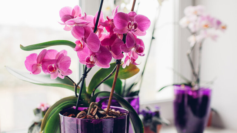 Как вырастить орхидею без субстрата: хитрость садоводов