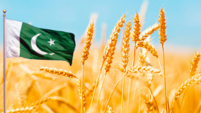 СМИ: Пакистан собирается закупить 300 тысяч тонн пшеницы из России