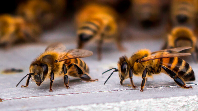 Медоносные пчелы стали раньше умирать