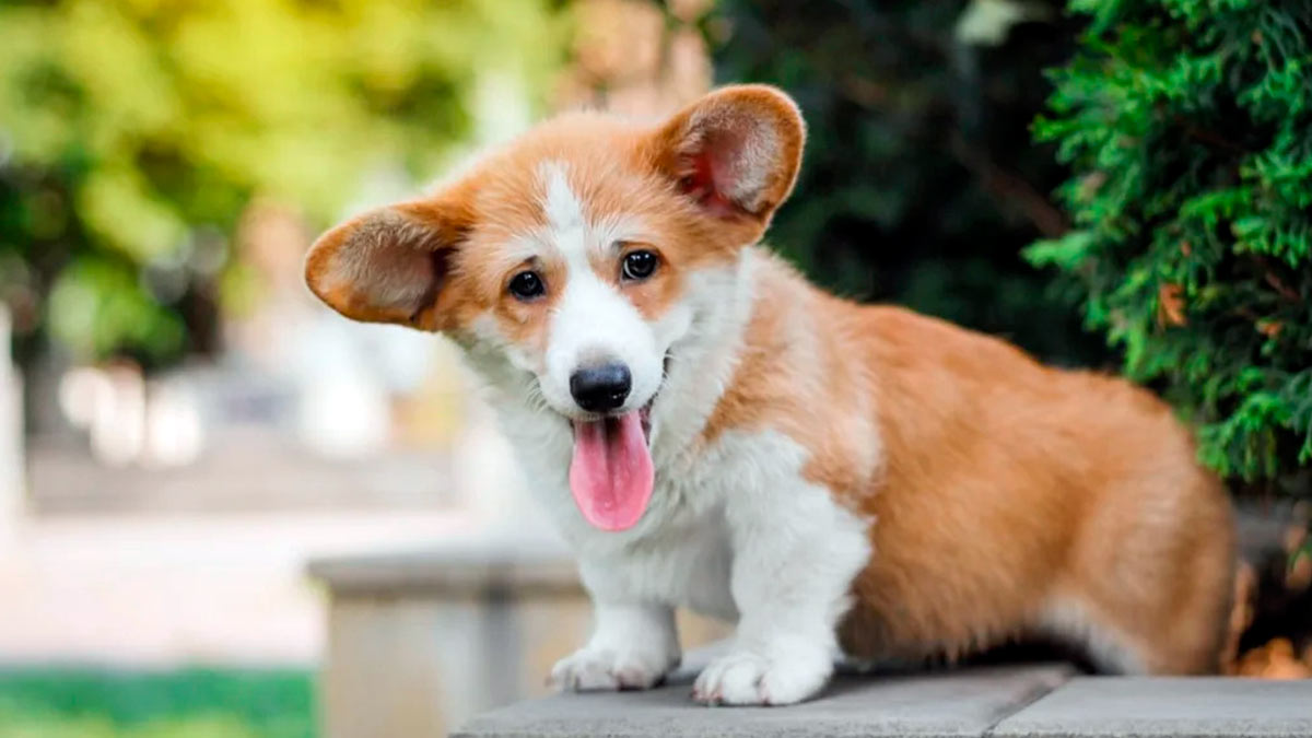 Pembroke Welsh Corgi