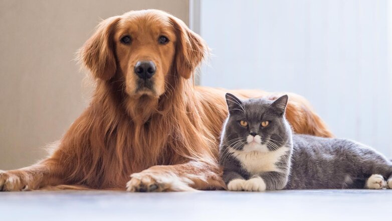 Будут дружить: породы собак, которые отлично уживаются с кошками