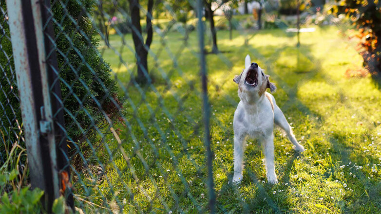 Суд в РФ разрешил требовать компенсацию за громкий лай собак у соседей