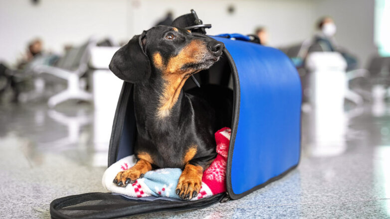 Кинолог рассказал об основных правилах подготовки собаки к поездке за границу