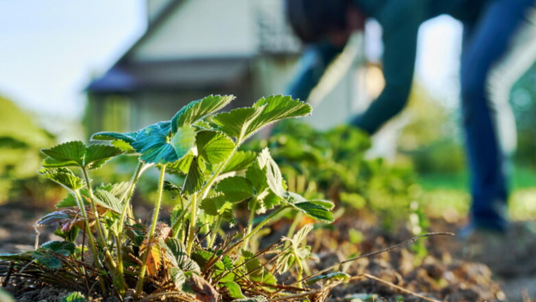 Как правильно укрыть клубнику на зиму: простая, но проверенная методика огородников