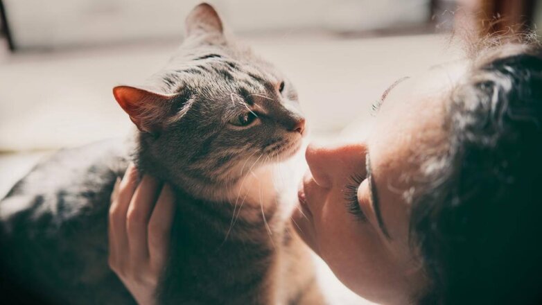 Как кошки показывают любовь к хозяину: 6 распространенных действий питомца