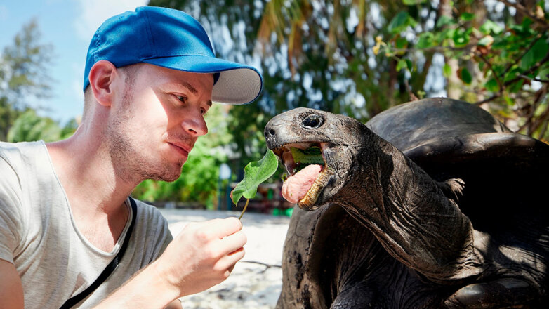 Турист кормит гигантскую черепаху на Сейшельских островах