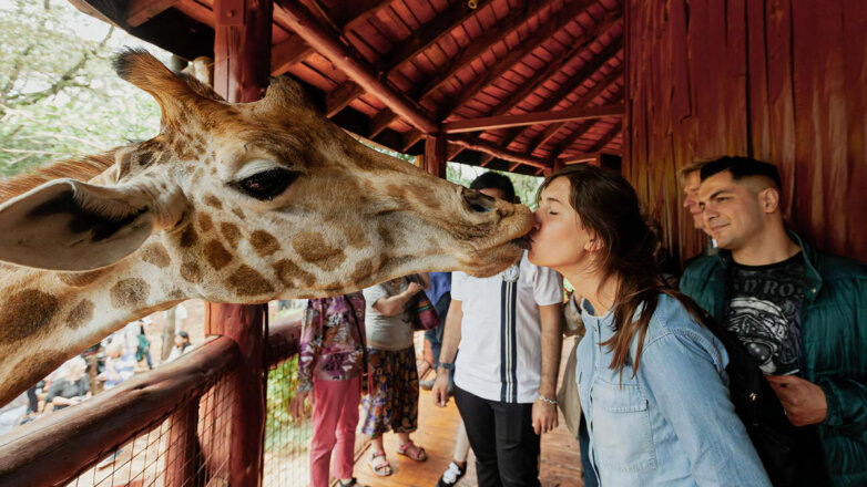Жираф целует туристку в парке