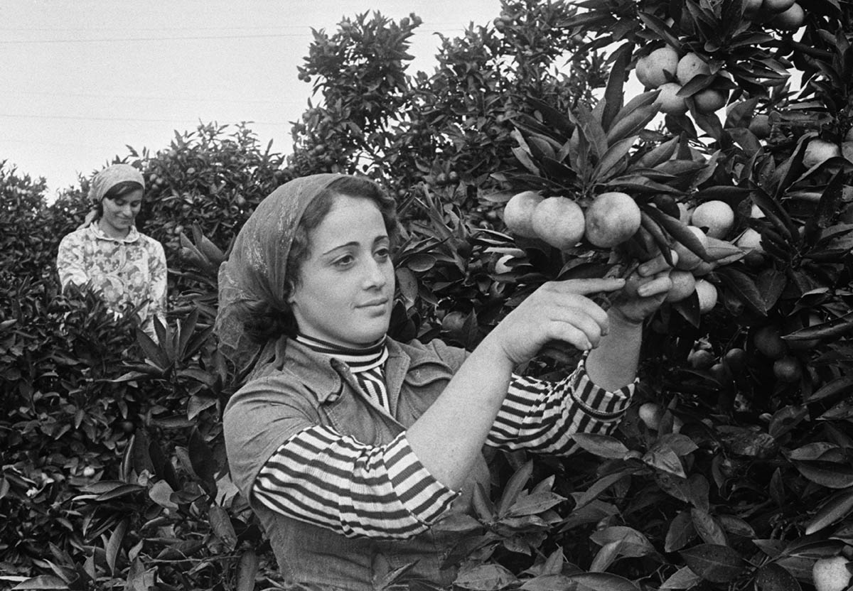 Работница совхоза во время сбора мандаринов