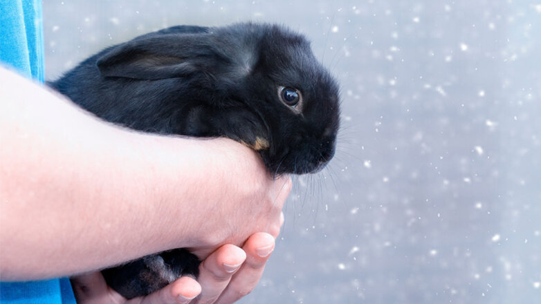 Минприроды просит ответственно подходить к покупке кролика в качестве подарка на Новый год