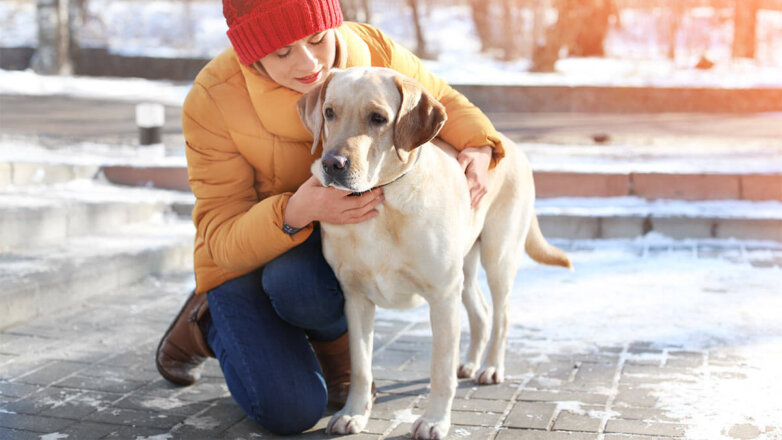 Чем кормить и как одевать: советы по уходу за собакой зимой