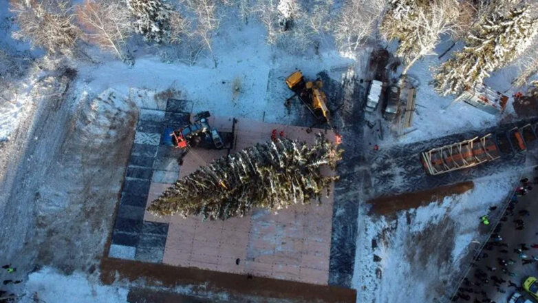 В Подмосковье спилили главную елку страны, которая украсит Соборную площадь Кремля