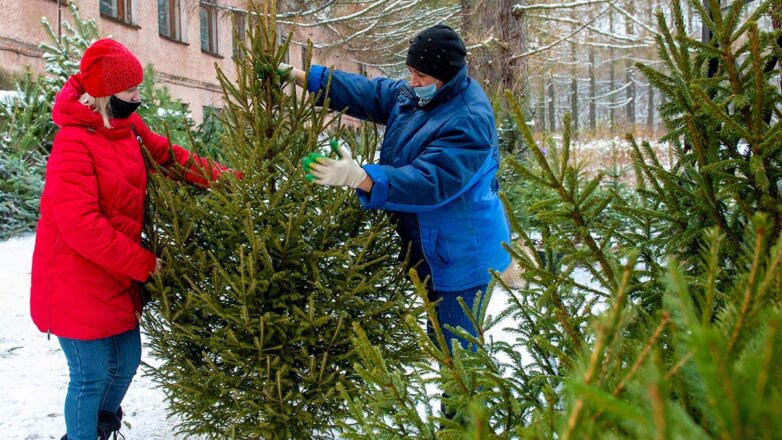 Искусственная или живая: названы плюсы и минусы разных новогодних елей