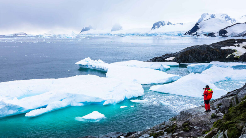 Открытия из Антарктиды в 2022 году: самые удивительные находки