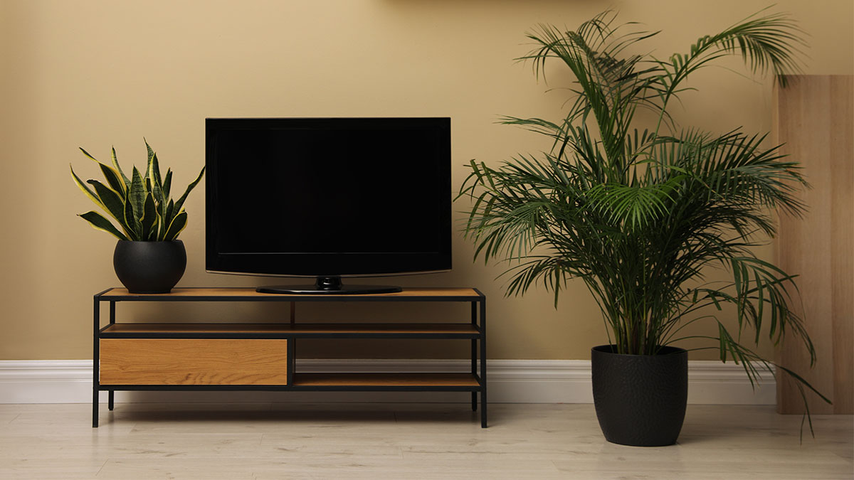Комнатные растения рядом с телевизором