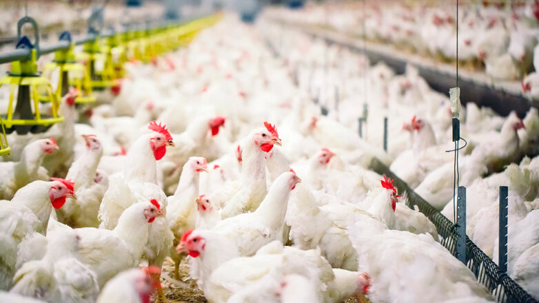 В Японии планируют уничтожить 1,3 миллиона кур из-за вспышки птичьего гриппа