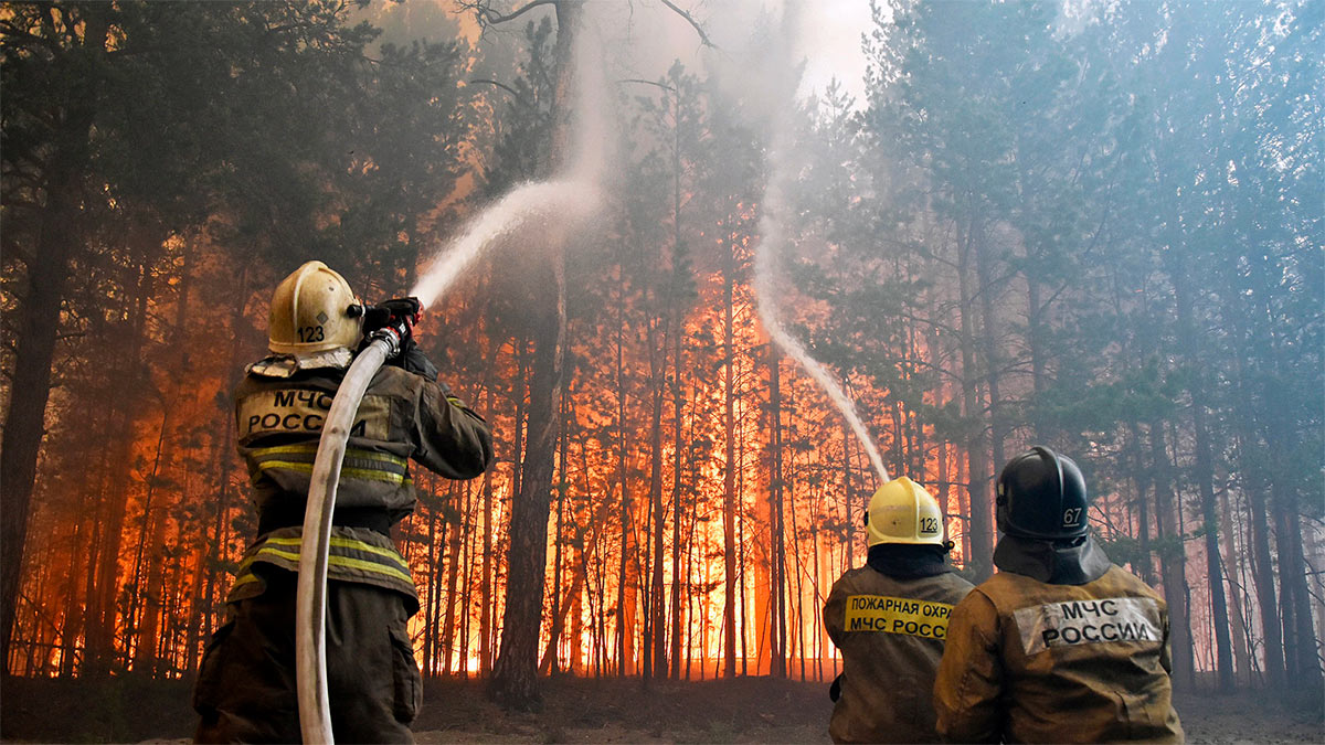 Площадь лесных пожаров в России впервые снизилась за 5 лет