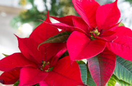 Порадует яркими красками: простой лайфхак, который поможет добиться цветения пуансеттии