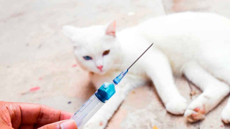Не имеющая аналогов вакцина от аллергии на кошек готова к клиническим испытаниям в РФ