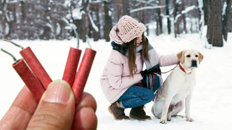 Собаки и петарды: правила прогулки с питомцем зимой