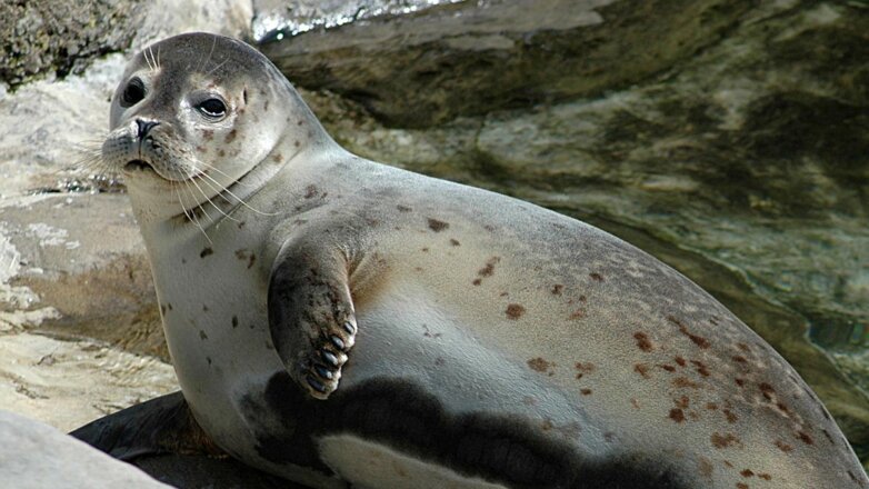 На Каспийском побережье в Дагестане нашли уже 1700 мертвых тюленей