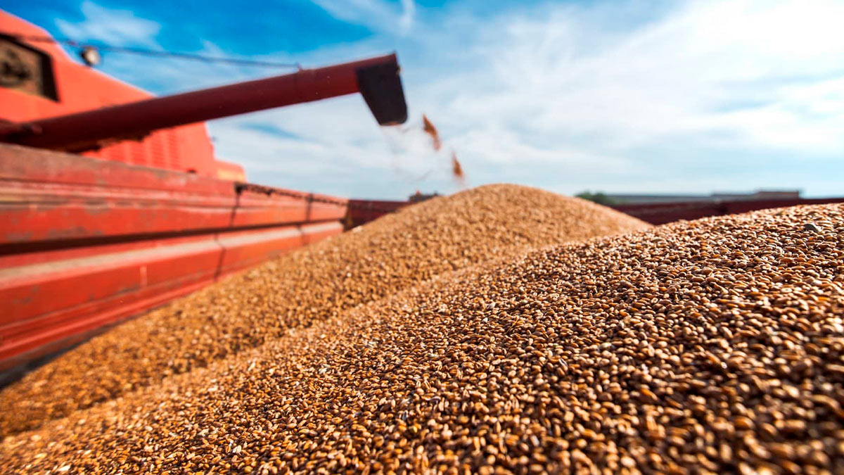 Экспорт пшеницы из России может побить рекорд в июле