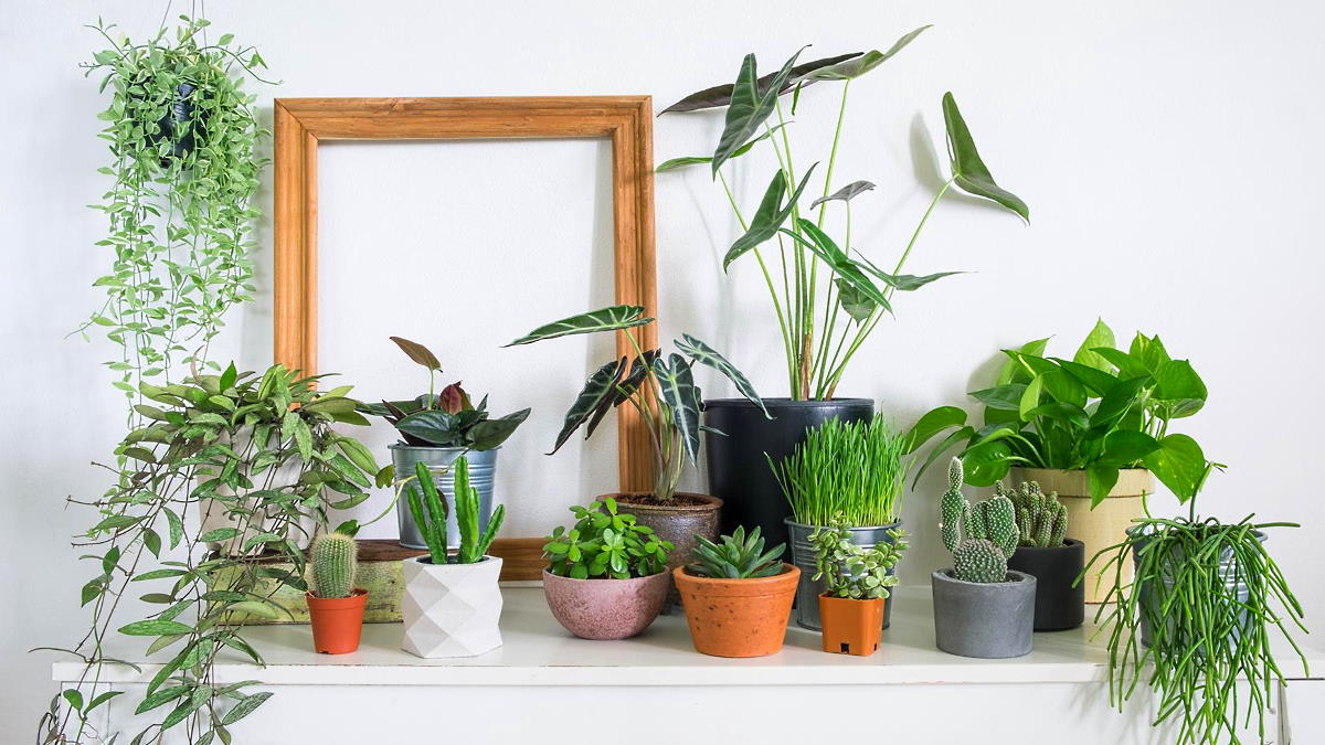 Как организовать уход за комнатными растениями во время отпуска: советы экспертов