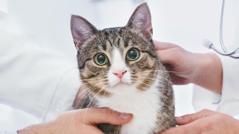 Ставропольские ученые изобрели препарат для лечения дерматита у кошек