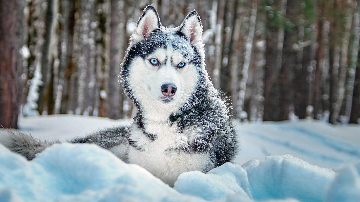 Собаки спасли хозяина во время охоты, сутки согревая его на морозе