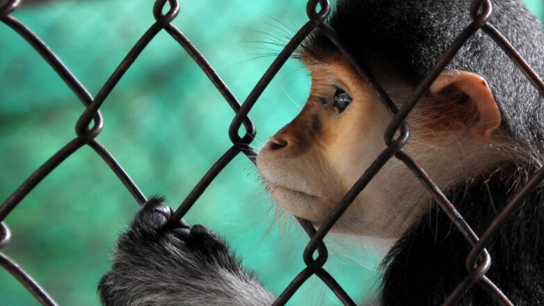 FT: ученые из США столкнулись с нехваткой подопытных обезьян
