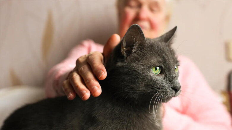 Друг и лекарь: лучшие породы кошек для пожилых людей