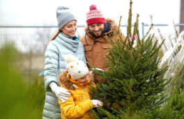 Стало известно, где можно будет купить новогоднюю елочку в Подмосковье – и сколько она будет стоить