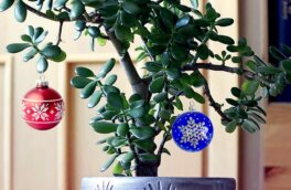 Вместо елки: 5 комнатных растений, которые можно эффектно украсить к Новому году