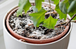Почему на почве комнатных растений появилась плесень и как от нее избавиться