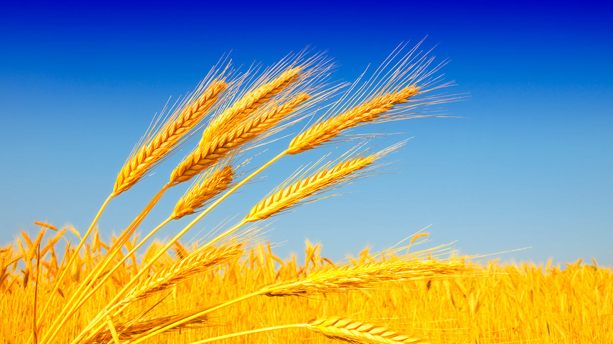 На Урале вывели новый раннеспелый сорт яровой пшеницы
