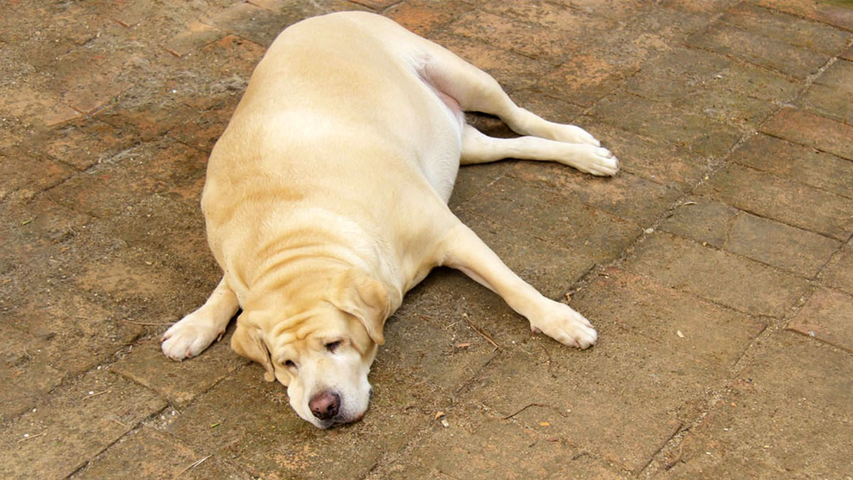 Кинолог перечислил породы собак, которые склонны к ожирению
