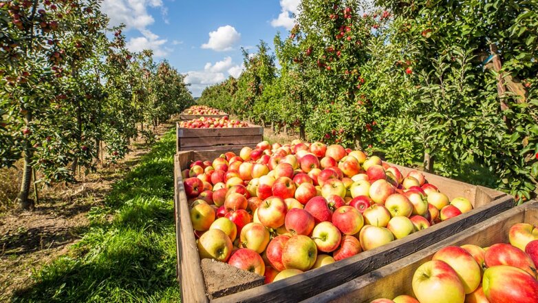 В России собрали рекордный урожай плодов и ягод в 2022 году