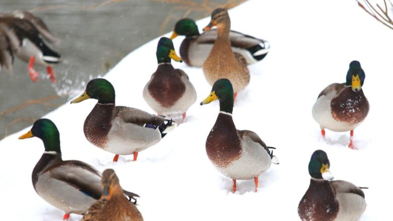 Специалисты рассказали, как правильно кормить зимой водоплавающих птиц