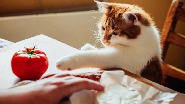 Проверьте, правильно ли питаются ваши кошки: запрещенные продукты