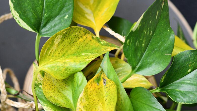 Почему листья комнатного растения желтеют и как это исправить