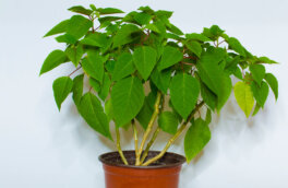 Как ухаживать за пуансеттией, когда она отцветет: советы экспертов