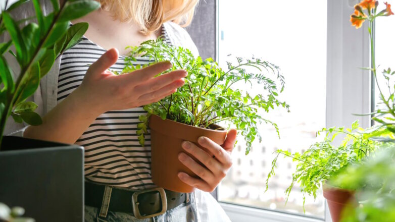 Разочаруют новичка: 6 комнатных растений, которые лучше не заводить неопытным садоводам