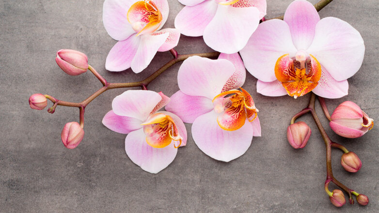 Почему орхидея сбрасывает цветы и бутоны: ошибки, которых следует избегать