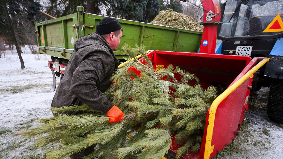 Экологическая акция по сбору и переработке хвойных деревьев «Елочный круговорот» в Москве