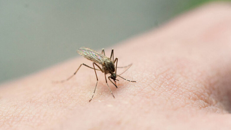 Две жительницы Красноярского края заболели лихорадкой денге