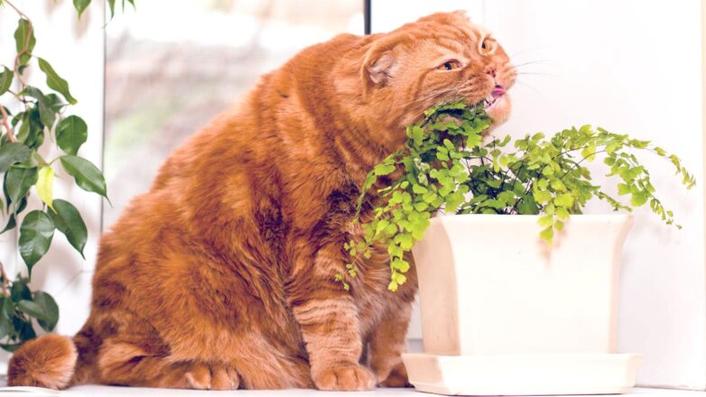 Как защитить комнатные растения от кошки: простые советы
