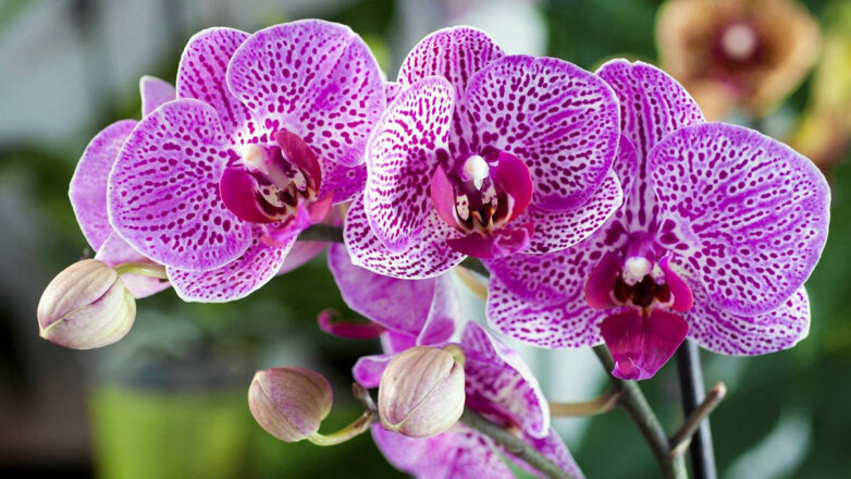 Орхидея будет цвести дольше: 3 ошибки в уходе, которых нужно избегать